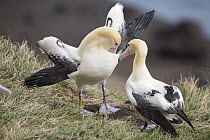 Short-tailed Albatross (Phoebastria albatrus) courting pair, Tsubamezaki, Torishima Island, Japan. Sequence 4 of 10