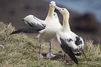Short-tailed Albatross (Phoebastria albatrus) courting pair, Tsubamezaki, Torishima Island, Japan. Sequence 5 of 10