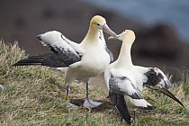 Short-tailed Albatross (Phoebastria albatrus) courting pair, Tsubamezaki, Torishima Island, Japan. Sequence 6 of 10