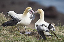 Short-tailed Albatross (Phoebastria albatrus) courting pair, Tsubamezaki, Torishima Island, Japan. Sequence 7 of 10