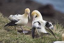 Short-tailed Albatross (Phoebastria albatrus) courting pair, Tsubamezaki, Torishima Island, Japan. Sequence 8 of 10