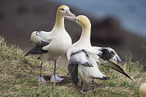 Short-tailed Albatross (Phoebastria albatrus) courting pair, Tsubamezaki, Torishima Island, Japan. Sequence 9 of 10