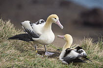 Short-tailed Albatross (Phoebastria albatrus) courting pair, Tsubamezaki, Torishima Island, Japan. Sequence 10 of 10