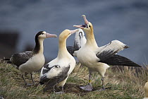 Short-tailed Albatross (Phoebastria albatrus) trio at nest, Torishima Island, Japan