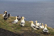 Short-tailed Albatross (Phoebastria albatrus) breeding colony, Torishima Island, Japan