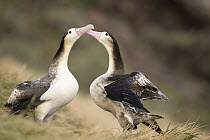 Short-tailed Albatross (Phoebastria albatrus) pair of subadults courting, Torishima Island, Japan. Sequence 1 of 8