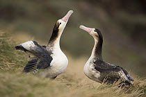 Short-tailed Albatross (Phoebastria albatrus) pair of subadults courting, Torishima Island, Japan. Sequence 2 of 8