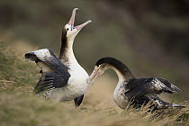 Short-tailed Albatross (Phoebastria albatrus) pair of subadults courting, Torishima Island, Japan. Sequence 3 of 8