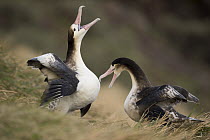 Short-tailed Albatross (Phoebastria albatrus) pair of subadults courting, Torishima Island, Japan. Sequence 4 of 8