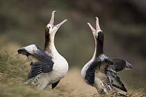 Short-tailed Albatross (Phoebastria albatrus) pair of subadults courting, Torishima Island, Japan. Sequence 5 of 8
