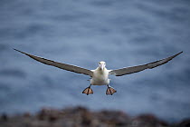 Short-tailed Albatross (Phoebastria albatrus) flying, Tsubamezaki, Torishima Island, Japan