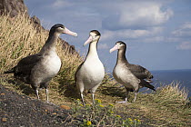 Short-tailed Albatross (Phoebastria albatrus) trio at nest, Tsubamezaki, Torishima Island, Japan