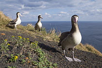 Short-tailed Albatross (Phoebastria albatrus) trio, Tsubamezaki, Torishima Island, Japan