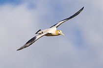 Short-tailed Albatross (Phoebastria albatrus) flying, Torishima Island, Japan