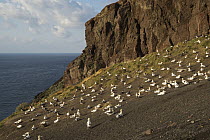 Short-tailed Albatross (Phoebastria albatrus) breeding colony on shore cliffs, Torishima Island, Japan