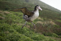 Short-tailed Albatross (Phoebastria albatrus) subadult taking flight, Hatsunezaki, Torishima Island, Japan