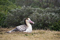 Short-tailed Albatross (Phoebastria albatrus) on nest, Hatsunezaki, Torishima Island, Japan