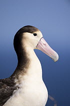 Short-tailed Albatross (Phoebastria albatrus) subadult, Tsubamezaki, Torishima Island, Japan