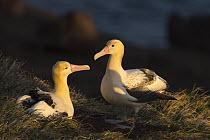 Short-tailed Albatross (Phoebastria albatrus) pair, Torishima Island, Japan
