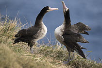 Short-tailed Albatross (Phoebastria albatrus) subadults courting, Tsubamezaki, Torishima Island, Japan