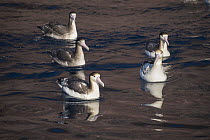 Short-tailed Albatross (Phoebastria albatrus) group of mixed ages on water, Torishima Island, Japan