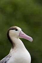 Short-tailed Albatross (Phoebastria albatrus) subadult, Hatsunezaki, Torishima Island, Japan