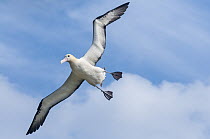 Short-tailed Albatross (Phoebastria albatrus) flying, Hatsunezaki, Torishima Island, Japan