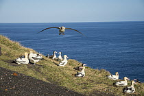 Short-tailed Albatross (Phoebastria albatrus) breeding colony, Torishima Island, Japan