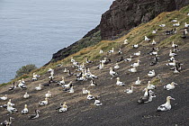 Short-tailed Albatross (Phoebastria albatrus) nesting colony, Torishima Island, Japan