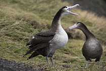 Short-tailed Albatross (Phoebastria albatrus) subadult pair in courtship display, Tsubamezaki, Torishima Island, Japan