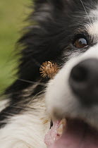 Burdock (Arctium sp) entangled on the hair of a Domestic Dog (Canis familiaris), inspiration for the invention of Velcro