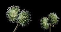 Sticky-willy (Galium aparine) fruits with hooked spines were inspiration for invention of Velcro