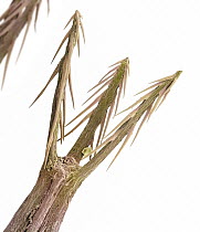 Matakaro (Bidens pilosa) seed spines enable dispersal, native to tropical /nAmerica, magnification 130x