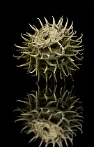 Medick (Medicago sp) fruit covered in spines to enable animal dispersal, magnification 17x