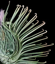 Burdock (Arctium sp) inflorescence cross-section with hooked spines, magnification 26x
