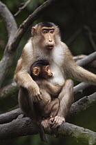 Pig-tailed Macaque (Macaca nemestrina) female with nursing baby, Gunung Leuser National Park, Sumatra, Indonesia