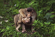 Pig-tailed Macaque (Macaca nemestrina) female disciplining a juvenile who tried to steal food, Gunung Leuser National Park, Sumatra, Indonesia