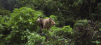 Pig-tailed Macaque (Macaca nemestrina) male making threat gestures, Gunung Leuser National Park, Sumatra, Indonesia