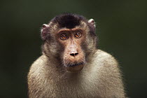Pig-tailed Macaque (Macaca nemestrina) young male, Gunung Leuser National Park, Sumatra, Indonesia