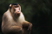 Pig-tailed Macaque (Macaca nemestrina) male, Gunung Leuser National Park, Sumatra, Indonesia