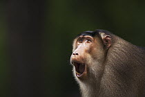 Pig-tailed Macaque (Macaca nemestrina) male yawning, Gunung Leuser National Park, Sumatra, Indonesia