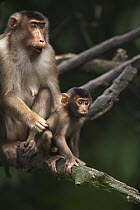 Pig-tailed Macaque (Macaca nemestrina) female and her baby, Gunung Leuser National Park, Sumatra, Indonesia