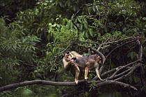 Pig-tailed Macaque (Macaca nemestrina) male examing the estrus swelling of a female, Gunung Leuser National Park, Sumatra, Indonesia