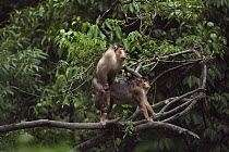 Pig-tailed Macaque (Macaca nemestrina) pair mating in a tree, Gunung Leuser National Park, Sumatra, Indonesia