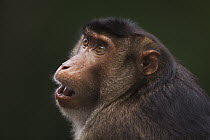 Pig-tailed Macaque (Macaca nemestrina) female, Gunung Leuser National Park, Sumatra, Indonesia