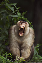 Pig-tailed Macaque (Macaca nemestrina) male yawning, Gunung Leuser National Park, Sumatra, Indonesia