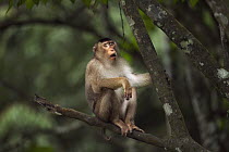 Pig-tailed Macaque (Macaca nemestrina) juvenile in a tree, Gunung Leuser National Park, Sumatra, Indonesia