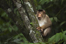 Pig-tailed Macaque (Macaca nemestrina) female in a tree, Gunung Leuser National Park, Sumatra, Indonesia