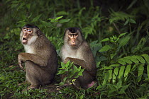 Pig-tailed Macaque (Macaca nemestrina) females sitting together, Gunung Leuser National Park, Sumatra, Indonesia