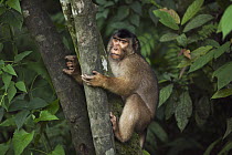 Pig-tailed Macaque (Macaca nemestrina) juvenile climbing a tree, Gunung Leuser National Park, Sumatra, Indonesia